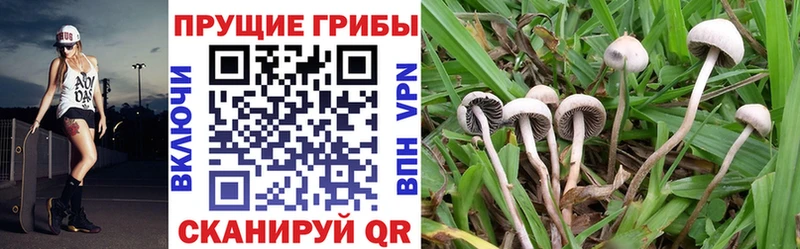 Псилоцибиновые грибы Psilocybe Нарткала